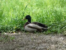 Duck Nature Animals