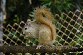 incredible Squirrel Albino Animal