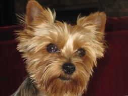 Puppy Terrier