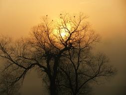 Sunrise Fog Tree