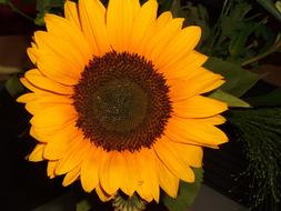 Sunflower Yellow Macro
