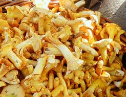 tasty homemade mushrooms