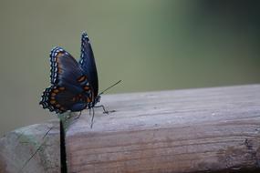 enchanting Butterfly Bug Insect