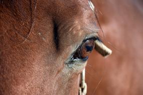 Horse Eye Brown close-up on a blurred background