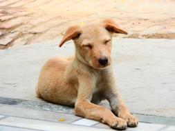 enchantingDog Puppy Animal