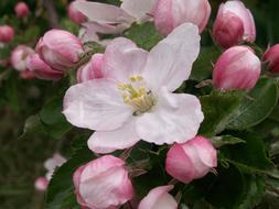 Flower Apple