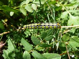 Caterpillar Spurge Hawkmoth Nature