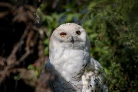 incredible Snowy Owl Bird