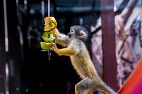 curious monkey at the zoo on a blurred background