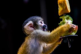 incredible Monkey Ãffchen