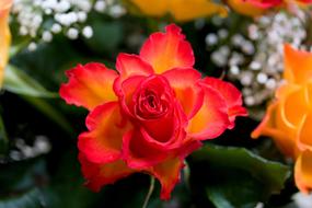 Rose Red Orange