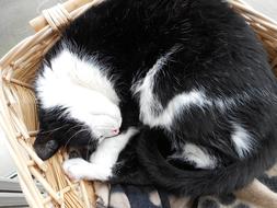 wicker basket as a cat bed