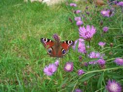 Butterfly Summer Nature