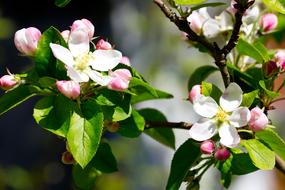 Apple Blossom Flowers Tree