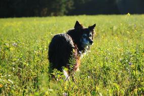 delightful Dog Border Collie
