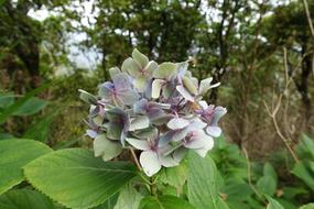 Blue Purple Flower