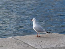seagull sits on a stone embankment on a clear day