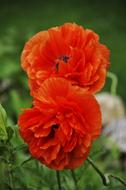 PoppyS Orange Flowers in spring