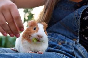 red and white guinea pig eating grass