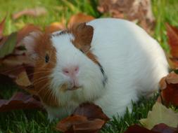 Guinea Pig on the grass close-up on a blurred background