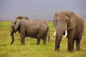 Wild Elephants Wildlife Nature