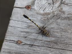 incredible Dragonfly Insect on a wood