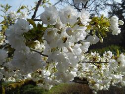 Cherry Tree Blossoms close-up