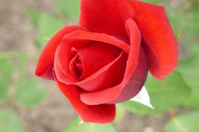 Rose Plant Blossom
