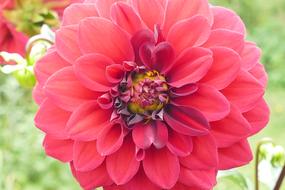 Dahlia Plant Blossom