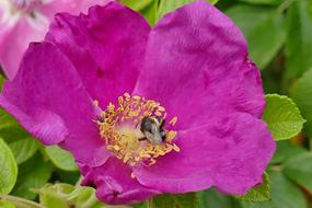 Bee Rose Hip Plant