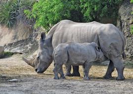 rhino with baby in the zoo