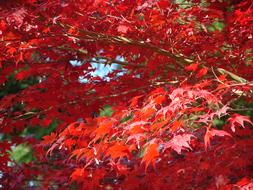 Leaf Leaves Fall