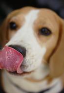 hunting dog licks nose