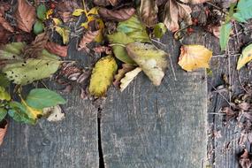 Autumn Leaves Colorful
