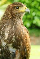 photo of a predatory hawk with a sharp beak and claws on a blurred background