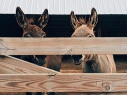 two donkeys in a wooden paddock