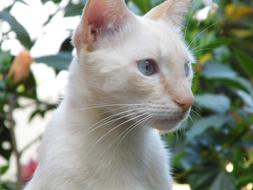 curious beige cat with blue eyes