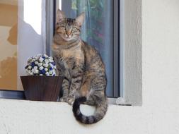 incredibly cute Cat Feline