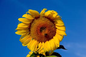 Sunflower Bee Sky