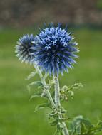 blue Thistle Ornamental Flower