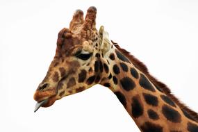 giraffe head with long neck isolated on white background