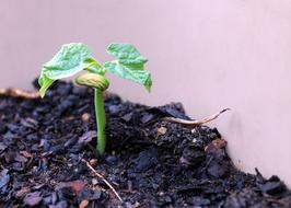 little green sprout
