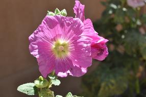 Mallow Flower Blossom