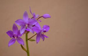 Flowers Orchid Plants