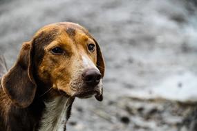 enchanting Dog face