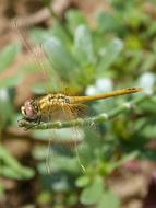 yellow big dragonfly in the garden