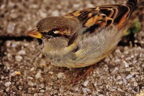 wonderful Sparrow Bird brown