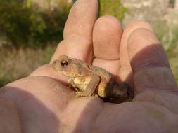 Toad Sapito Batrachian