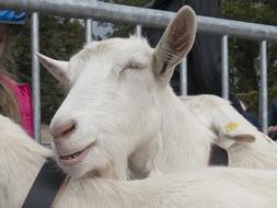 white goat by the fence