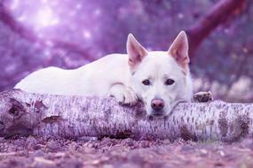 white dog in monochrome background
